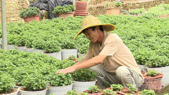 Hung Yen province has implemented various mechanisms and policies to support peri-urban and urban residents in developing agricultural production. Photo: Duy Hoc.