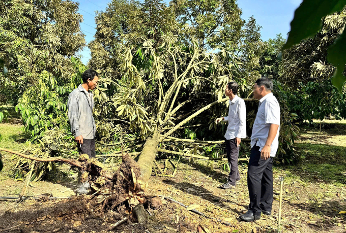 Nhiều cây trồng của người dân bị hư hại sau mưa và lốc xoáy. Ảnh: MH.