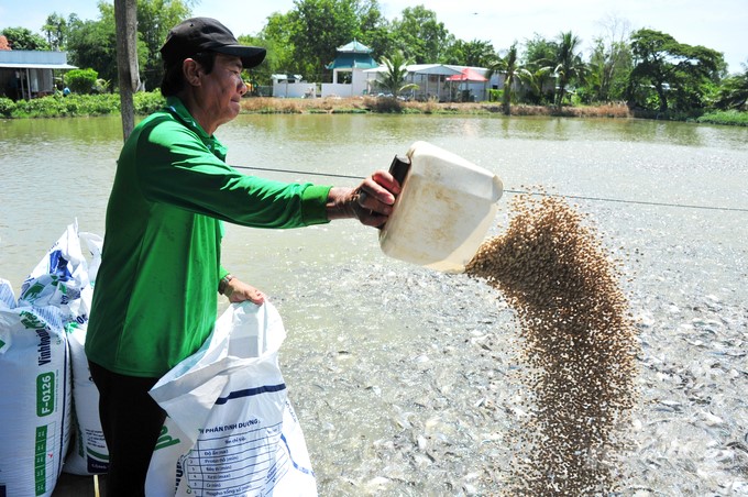 With the gentle flow and abundant water source from the Mekong River, pangasius is raised in a clean, pollution-free environment, bringing characteristic flavor and outstanding quality. Photo: Le Hoang Vu.