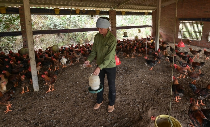 Nguyen Thi Oanh is checking equipment and cleaning livestock barns after Typhoon No. 3. Photo: Tung Dinh.