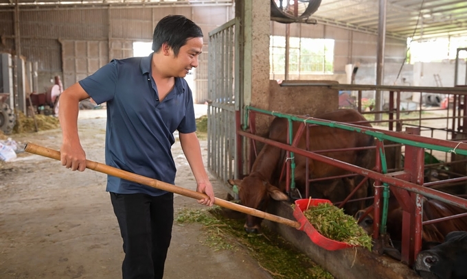 Kim Van Du supplements green feed for livestock. Photo: Tung Dinh.