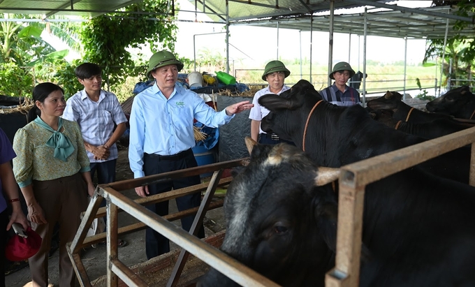 Director of Bac Giang Agricultural Extension Center Dao Xuan Vinh inspects and evaluates the actual models affected by Typhoon No. 3. Photo: Tung Dinh.