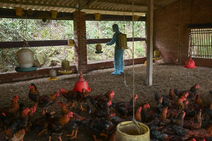 Agricultural extension staff help farmers spray disinfectant on barns. Photo: Tung Dinh.