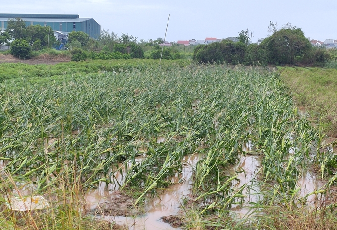 Corn fields in Hung Yen suffered extensive damage after Typhoon No. 3. Photo: Pham Hieu.