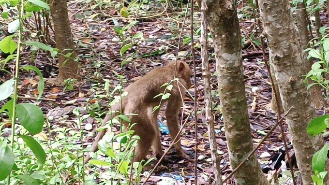 Long-tailed macaques are listed as endangered, precious, and rare species that need conservation. Photo: Provided by the Can Gio Protective Forest Management Board.