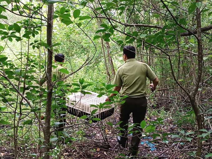 Five long-tailed macaques were cared for and rehabilitated before being released into their natural habitat. Photo: NT.