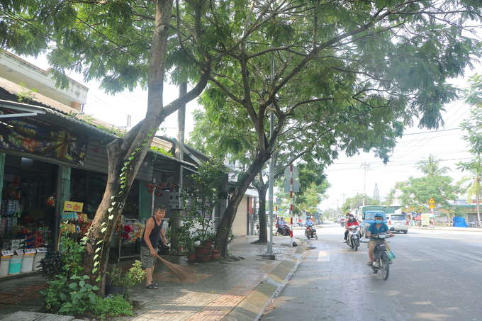 Ông Võ Văn Ngọc lo lắng khi hàng cây lim xẹt tán lớn không được cắt tỉa. Ảnh: Minh Đảm.