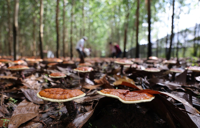 Red Lingzhi mushrooms grown under the hybrid acacia canopy by the Chu Yang Sin Medicinal Mushroom Cooperative. Photo: Quang Yen.