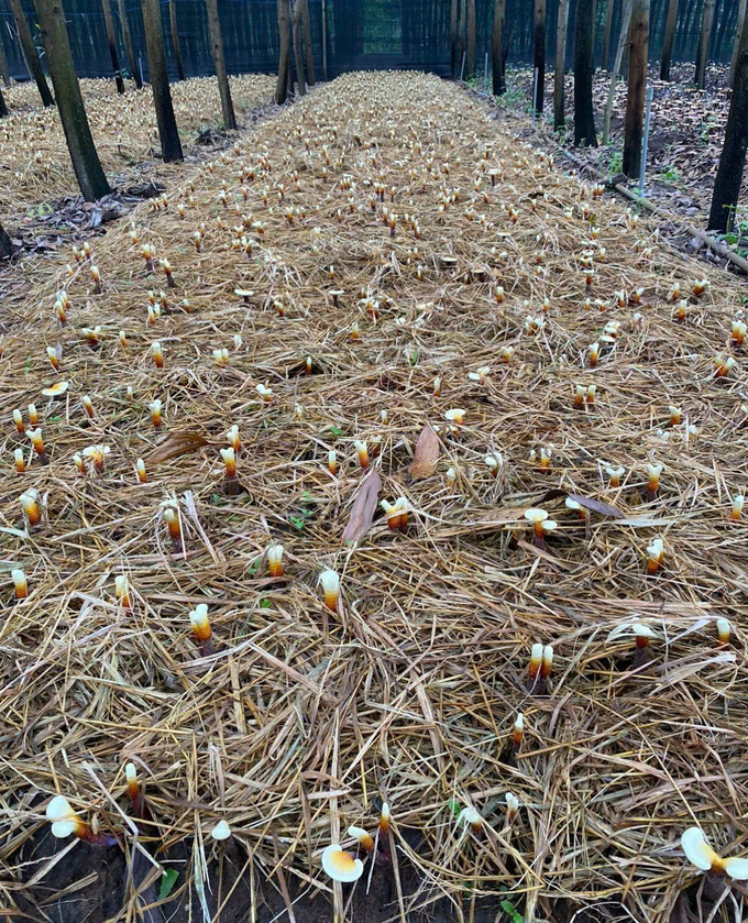 The Chu Yang Sin Medicinal Mushroom Cooperative has now mastered mushroom spore production and is working with surrounding households to expand the cultivation area. Photo: Quang Yen.