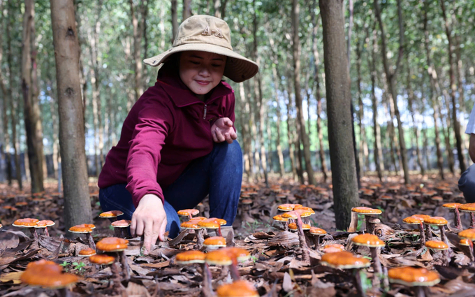 The Krong Bong District People's Committee will support the development of red Lingzhi mushrooms as a key product of the locality. Photo: Quang Yen.