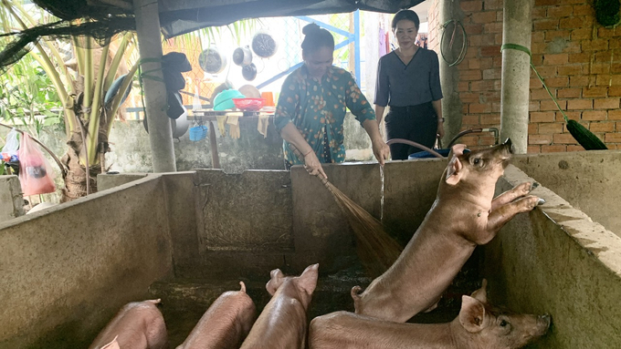 Các hộ chăn nuôi heo trên địa bàn tỉnh Trà Vinh đang tăng cường các biện pháp phòng dịch tả heo Châu Phi. Ảnh: HT.