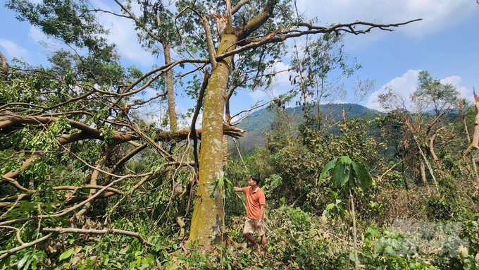 The nearly 50-year-old lim tree of Mr. Trieu Tien Loc's family was uprooted and fallen everywhere. Photo: Nguyen Thanh.