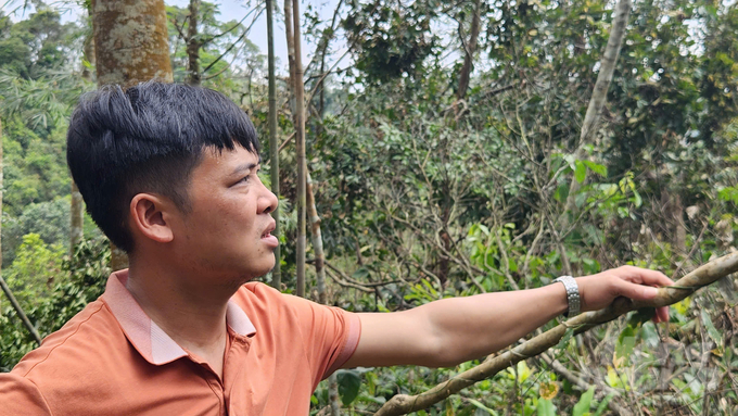 Mr. Trieu Tien Loc could not hide his sadness at the severe destruction of the precious forest. Photo: Nguyen Thanh.