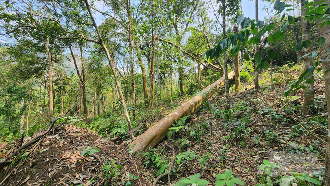 Decades-old green trees toppled by the storm. Photo: Nguyen Thanh.