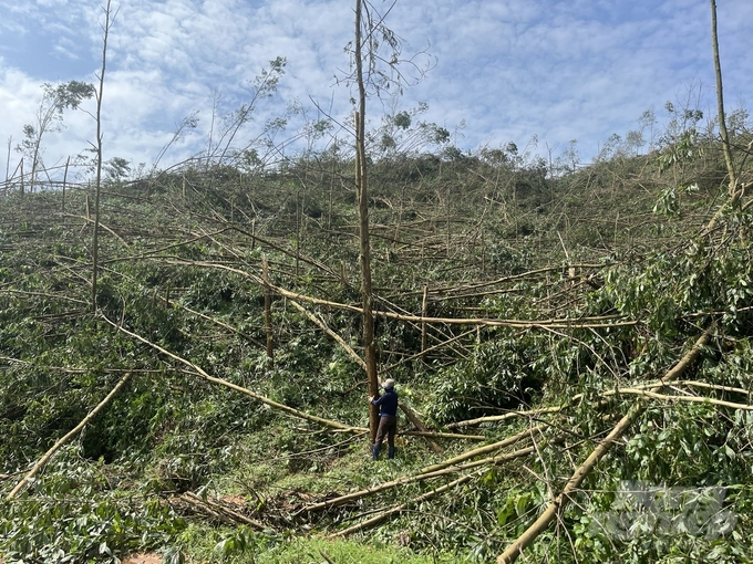 Residents of Ba Che District assess the damage to the acacia forest after Typhoon No. 3. Photo: Nguyen Thanh.