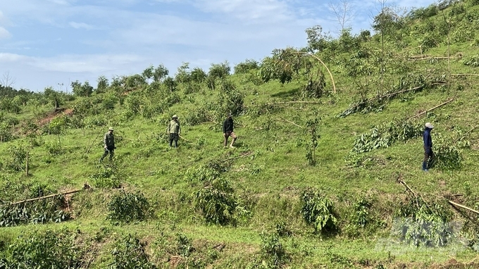 More than 5 hectares of 3-year-old lim, gioi and lat trees, belonging to Ba Che Forestry Company, have been completely broken or fallen. Photo: Nguyen Thanh.