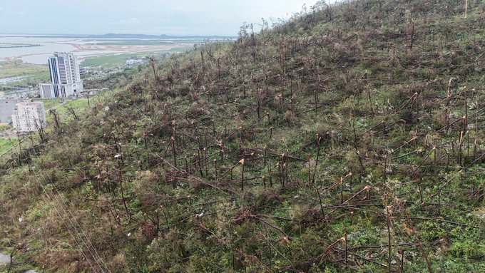 After Typhoon No. 3, the forestry sector in Quang Ninh suffered an estimated loss of 205 million USD. Photo: NT.