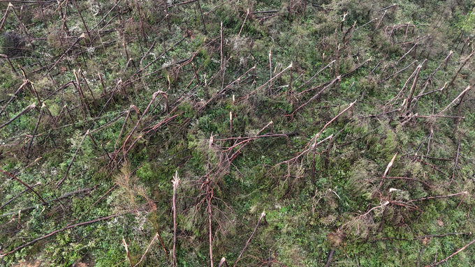 117.000 ha of forests in Quang Ninh were destroyed by Typhoon No. 3. Photo: NT.