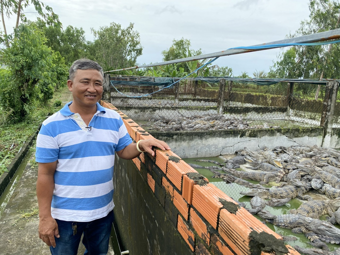 In recent times, crocodile farmers have faced significant challenges due to the suspension of exports to the Chinese market. Photo: LHV.