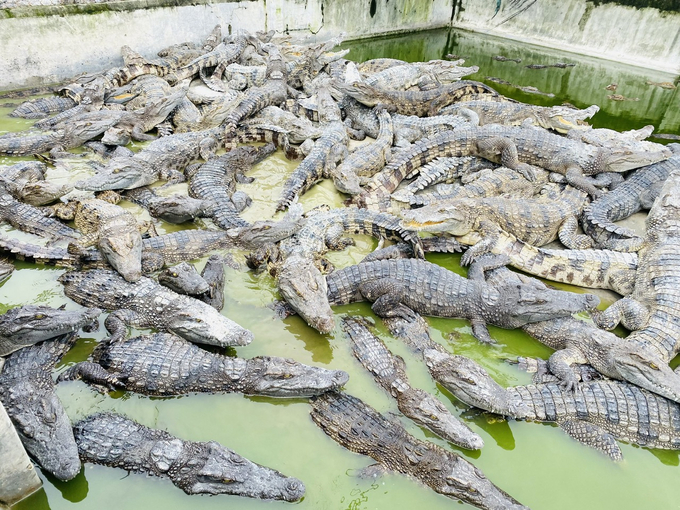 Since the beginning of 2020, no shipments of live crocodiles from Vietnam have cleared customs. Photo: Le Hoang Vu.