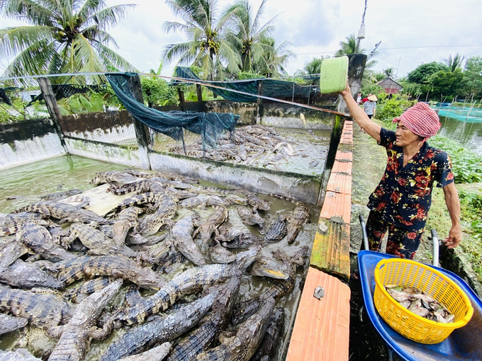 Crocodiles have significant development potential in the Mekong Delta provinces. Photo: LHV.