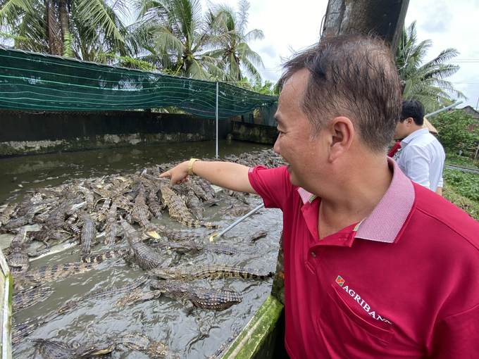 The recently signed protocol between Vietnam's Ministry of Agriculture and Rural Development (MARD) and the General Administration of Customs of China (GACC) will pave the way for Vietnamese crocodiles to enter the billion-person Chinese market. Photo: LHV.