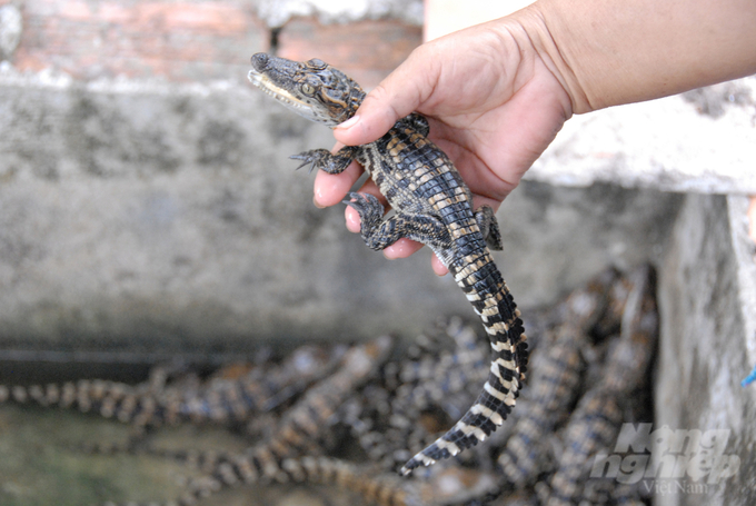 Vietnam's crocodile farming industry has been developing for over 30 years. Photo: Le Hoang Vu.