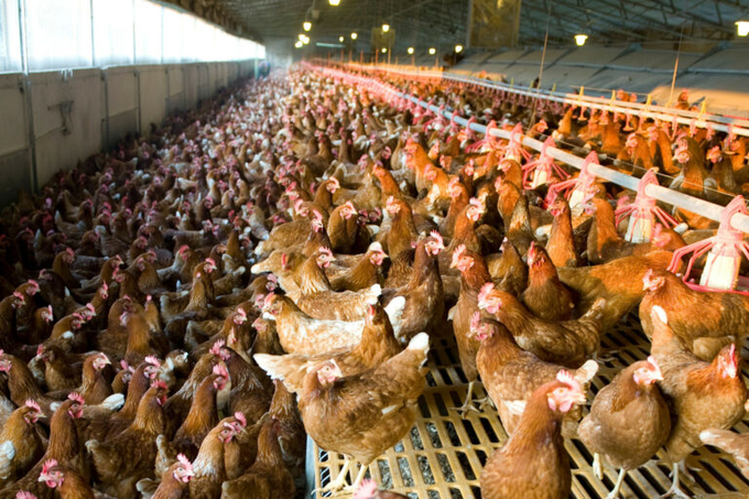 Compassion in World Farming says the government should lead by example by banning all caged production and supporting the industry in its transition to cage-free systems. Photo: Canva.