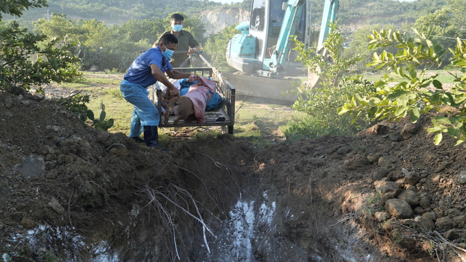 Cơ quan chức năng tiêu hủy số lợn bị nhiễm bệnh, chết do dịch tả lợn Châu Phi. Ảnh: ĐC.