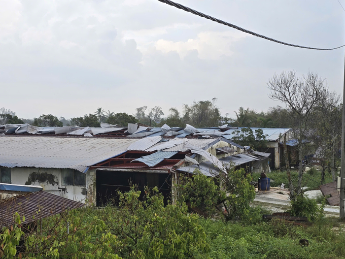 The devastated pig breeding farm of Bui Minh Hoa's family on Bau Island after Typhoon Yagi. Photo: Dinh Muoi.