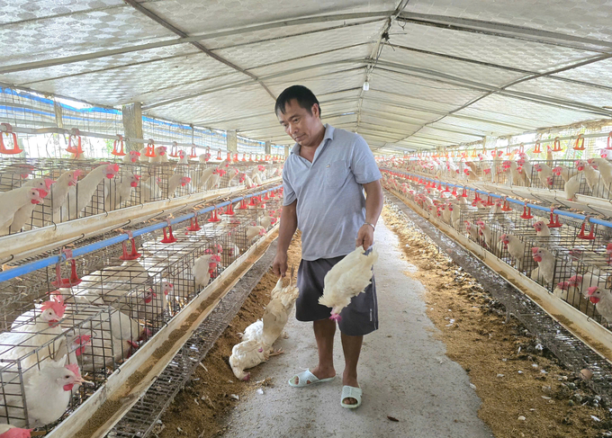 Chickens in some farms began to die sporadically. Photo: Dinh Muoi.