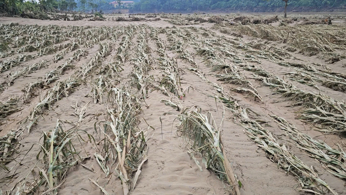 Vùng ngô Bảo Thắng (Lào Cai) tan hoang sau mưa lũ. Ảnh: Đăng Hải.