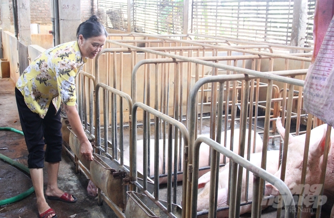 Hung Yen Sub-Department of Livestock Production recommends that people should not rush to restock their herds without ensuring environmental and disease safety. Photo: Trung Quan.