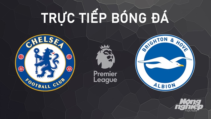 Trực tiếp bóng đá Ngoại hạng Anh giữa Chelsea vs Brighton hôm nay 28/9/2024