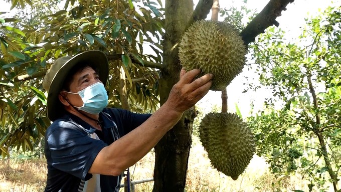 Vietnamese durian will continue to boom in the Chinese market. Photo: Hoang Anh.