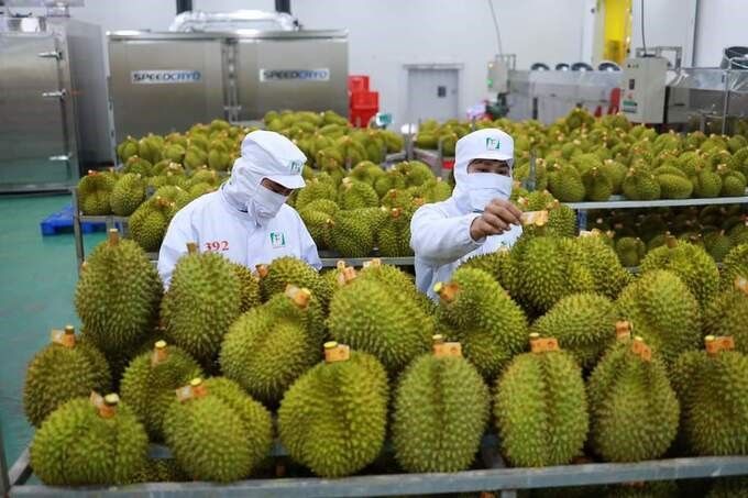 Building a national brand for Vietnamese durian. Photo: NTV.