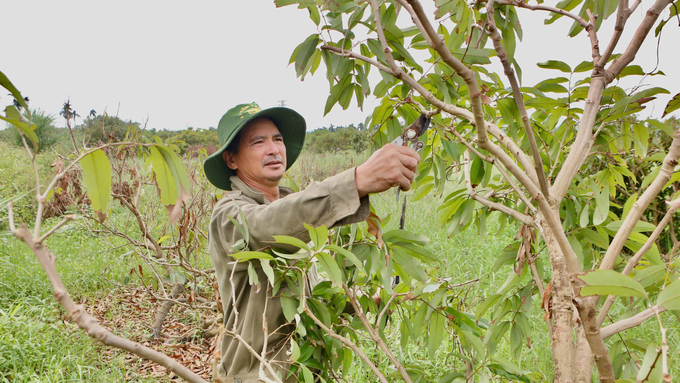 Đối với cây bị gãy đổ, ông Hội tiến hành cắt bỏ toàn bộ cành. Ảnh: Nguyễn Thành.