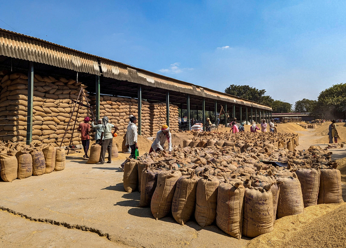 Công nhân cân và đóng bao thóc tại chợ Sitapur, bang Uttar Pradesh, phía bắc Ấn Độ, hồi tháng 10/2023. Ảnh: Reuters.