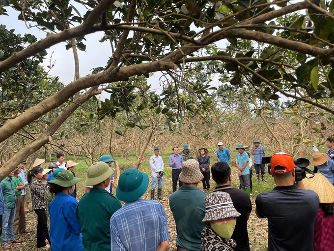 Viện Khoa học Nông nghiệp Việt Nam hướng dẫn người dân xã Đại Minh kỹ thuật chăm sóc phục hồi vườn bưởi sau ngập úng. Ảnh: Thanh Tiến.