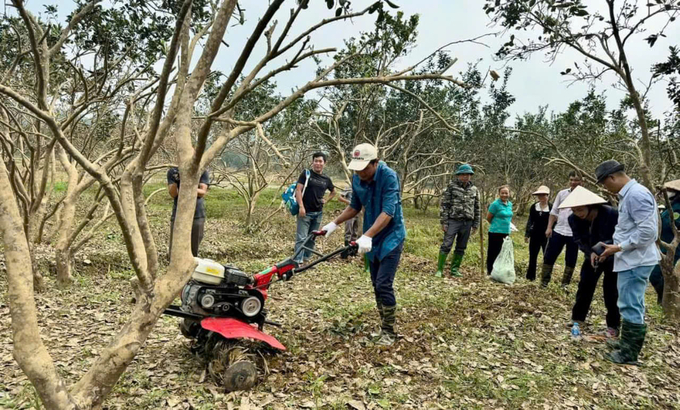 Xới tơi đất, tạo độ thoáng và rắc vôi bột để khử trùng vườn bưởi. Ảnh: Thanh Tiến.