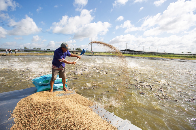 The number of catfish reduces up to 30 - 50% during the commercial farming stage. Photo: ACIAR.