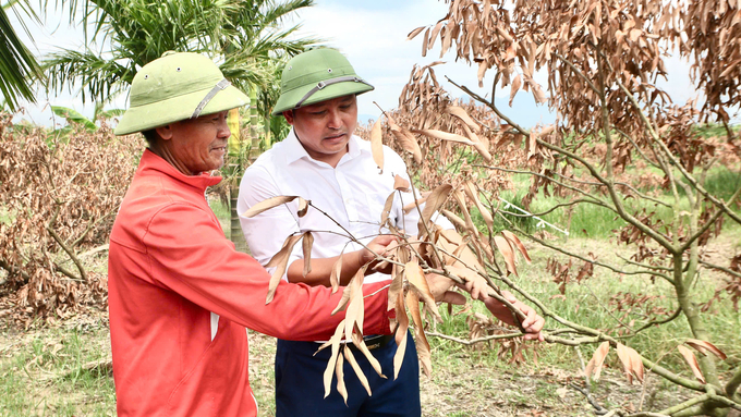 Ông Bùi Văn Trà (áo trắng), Chủ tịch Hội Nông dân phường Phương Nam hướng dẫn người dân cách khắc phục cây vải gãy đổ sau bão. Ảnh: Nguyễn Thành.