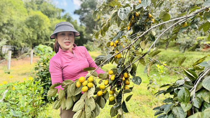 Nhờ thu nhập cao, dễ trồng, năng suất cao nên những năm gần đây nông dân xã Đức Lĩnh đã mở rộng diện tích hồng giòn Yên Du. Ảnh: Ánh Nguyệt.