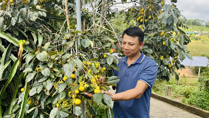 Hồng thường ra hoa vào tháng giêng và đến Rằm tháng 8 thì bắt đầu thu hoạch. Ảnh: Ánh Nguyệt.