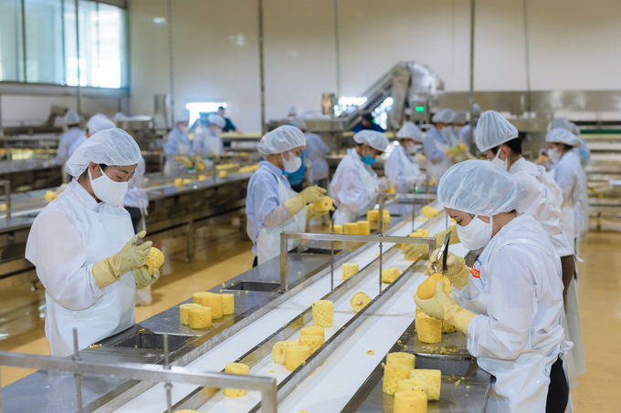 For processing factories, the first issue must be the raw material area. Photo: Tung Dinh.