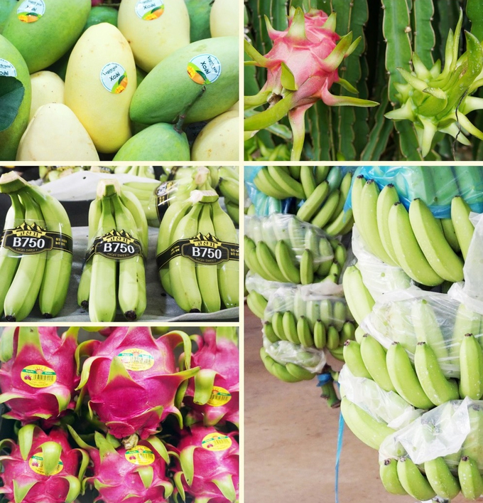 Among the 5 largest imported fruits into China, Vietnam has four types, including durian, banana, mangosteen, and coconut. Photo: Thanh Son.