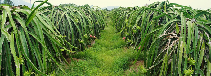 Binh Thuan currently has more than 27,000 hectares of dragon fruit, with an output of over 600,000 tons/year, 80% of which are exported to China. Photo: Nguyen Thuy.