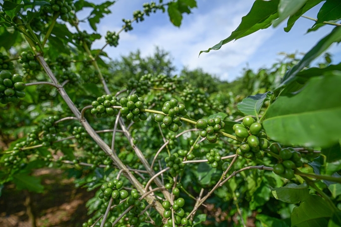 Arabica coffee in Son La. Photo: Tung Dinh.