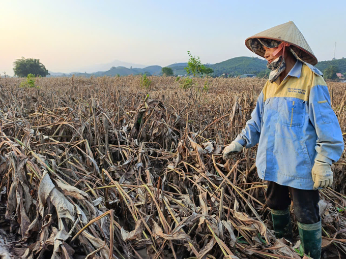 Ngoài nguồn hỗ trợ của Chính phủ, tỉnh Yên Bái sẽ hỗ trợ khoảng 87 tỷ đồng để khắc phục thiệt hại trong sản xuất nông nghiệp. Ảnh: Thanh Tiến.