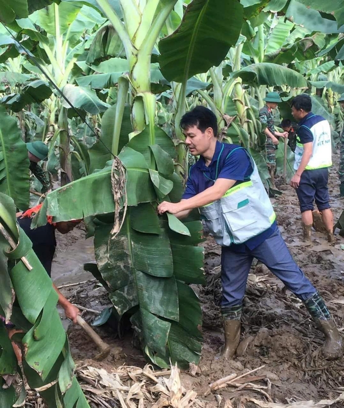 Cán bộ khuyến nông hướng dẫn kỹ thuật cắt tỉa lá hỏng, lá dập nát khôi phục vùng trồng chuối tại huyện Bảo Thắng. Ảnh: Lưu Hòa.